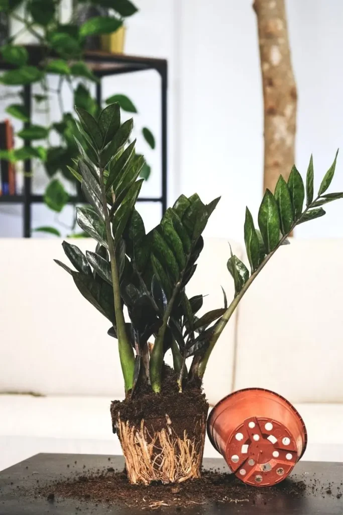 خاک مناسب زاموفیلیا