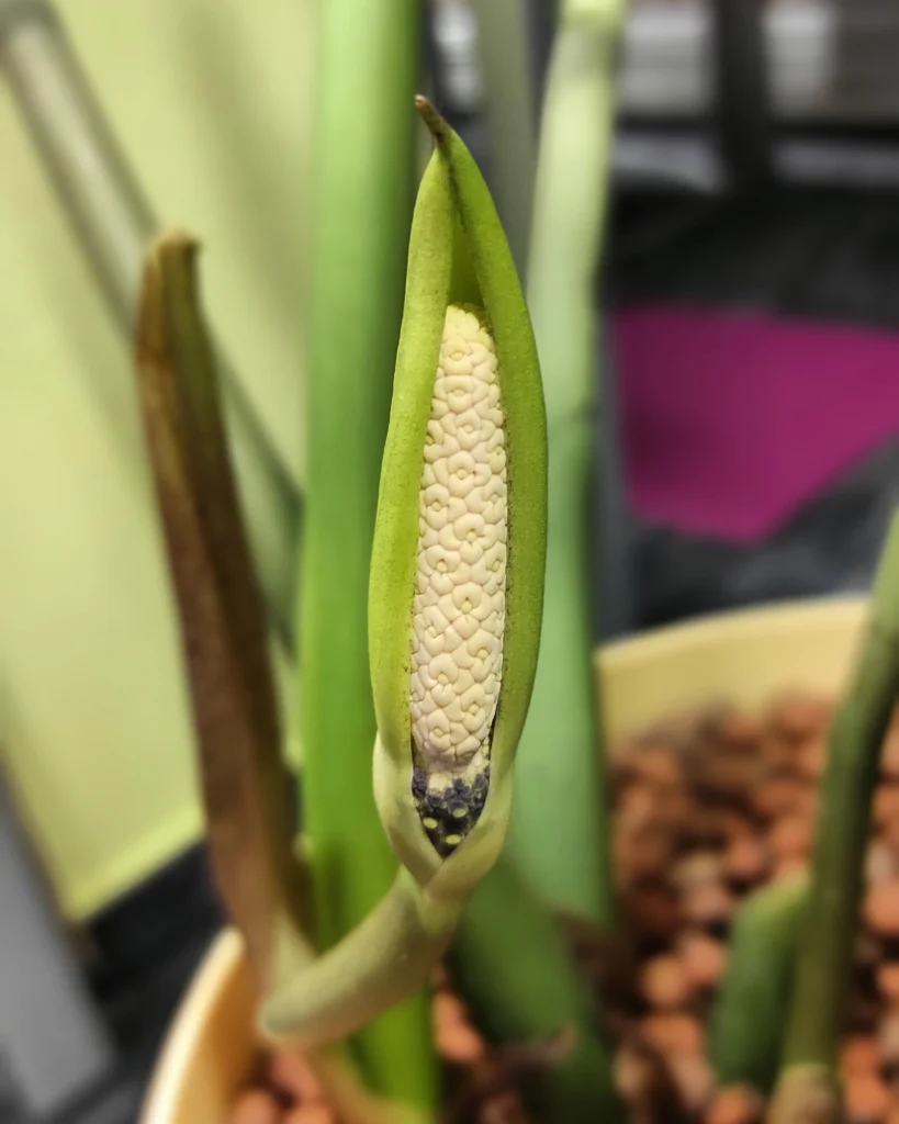 گل دهی زاموفیلیا