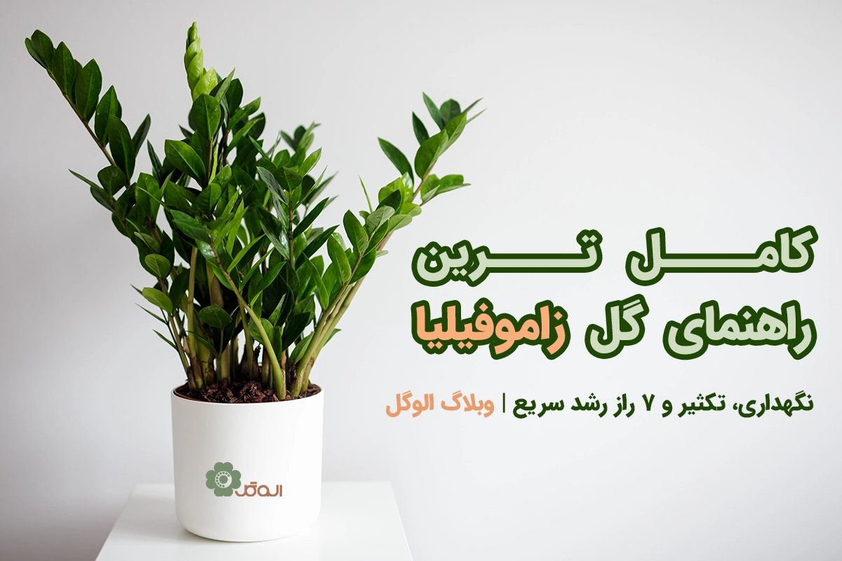 گل زاموفیلیا