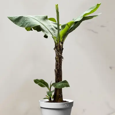 درخت موز کاوندیش + پاجوش (*)