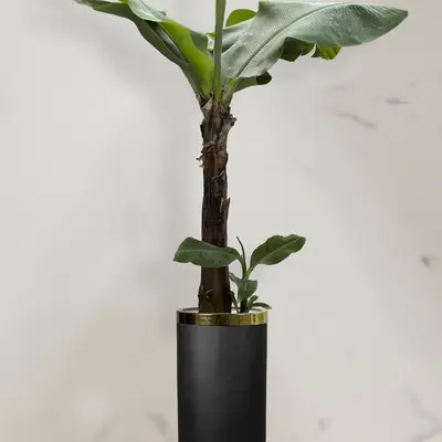 موز کاوندیش + گلدان فایبر گلاس استوانه ای (*)