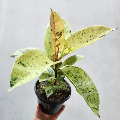 فیکوس الاستیکا ببری