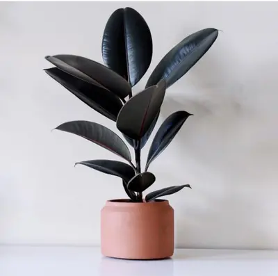 فیکوس سوپر بلک (رومیزی)