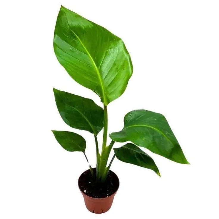 نخل نیکولای کوچک