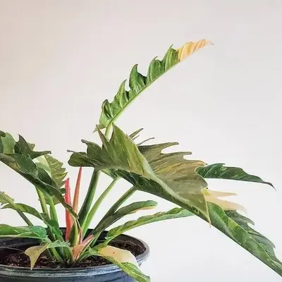 فیلندرون کنگره ای ابلق (Ring of Fire)