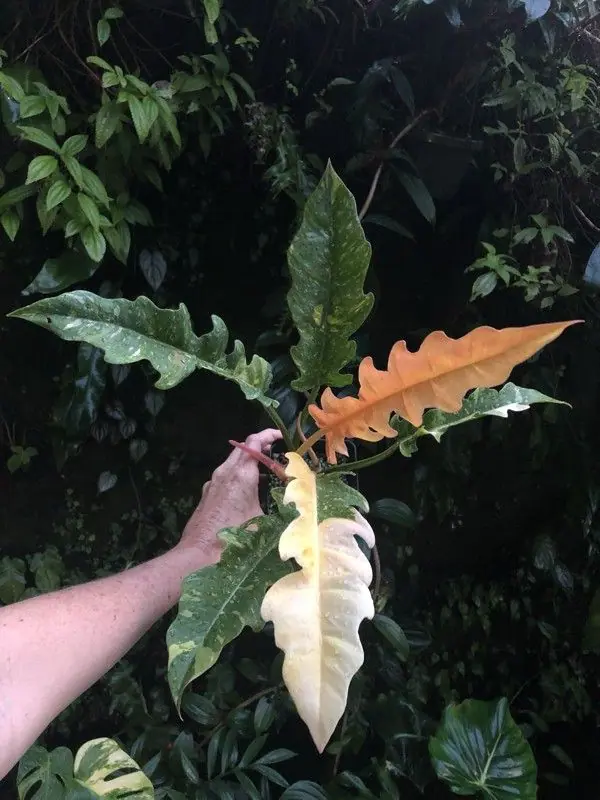 کنگره ای کوچک ابلق