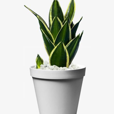 مطبق مادری + پاجوش