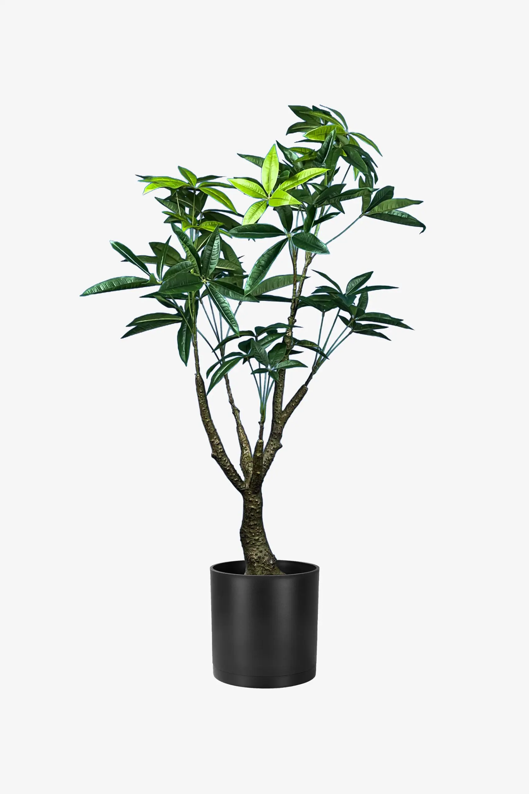 درختچه مصنوعی پاچیرا گلدان مشکی