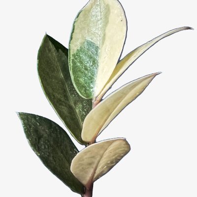 گیاه اول