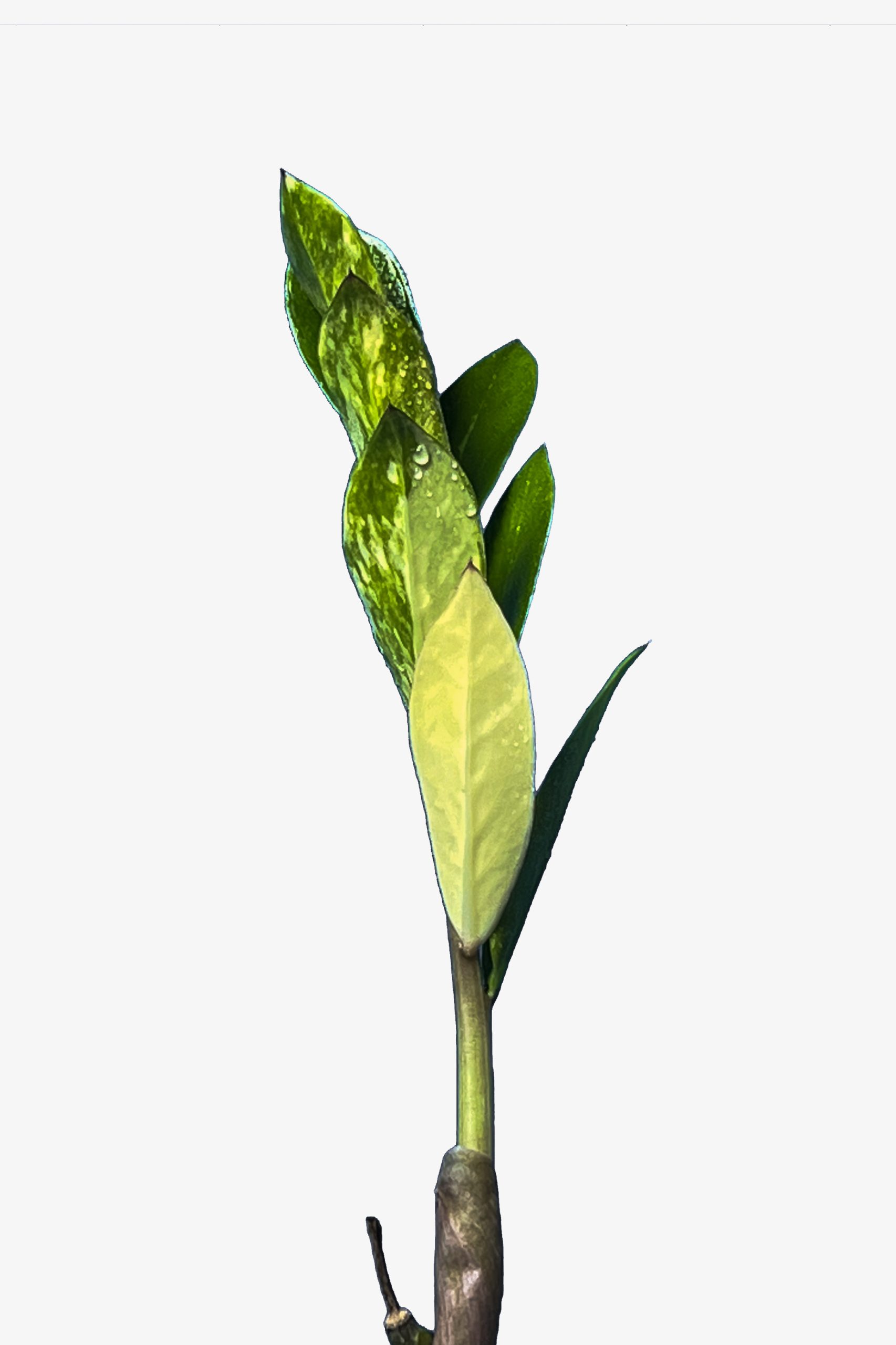 624