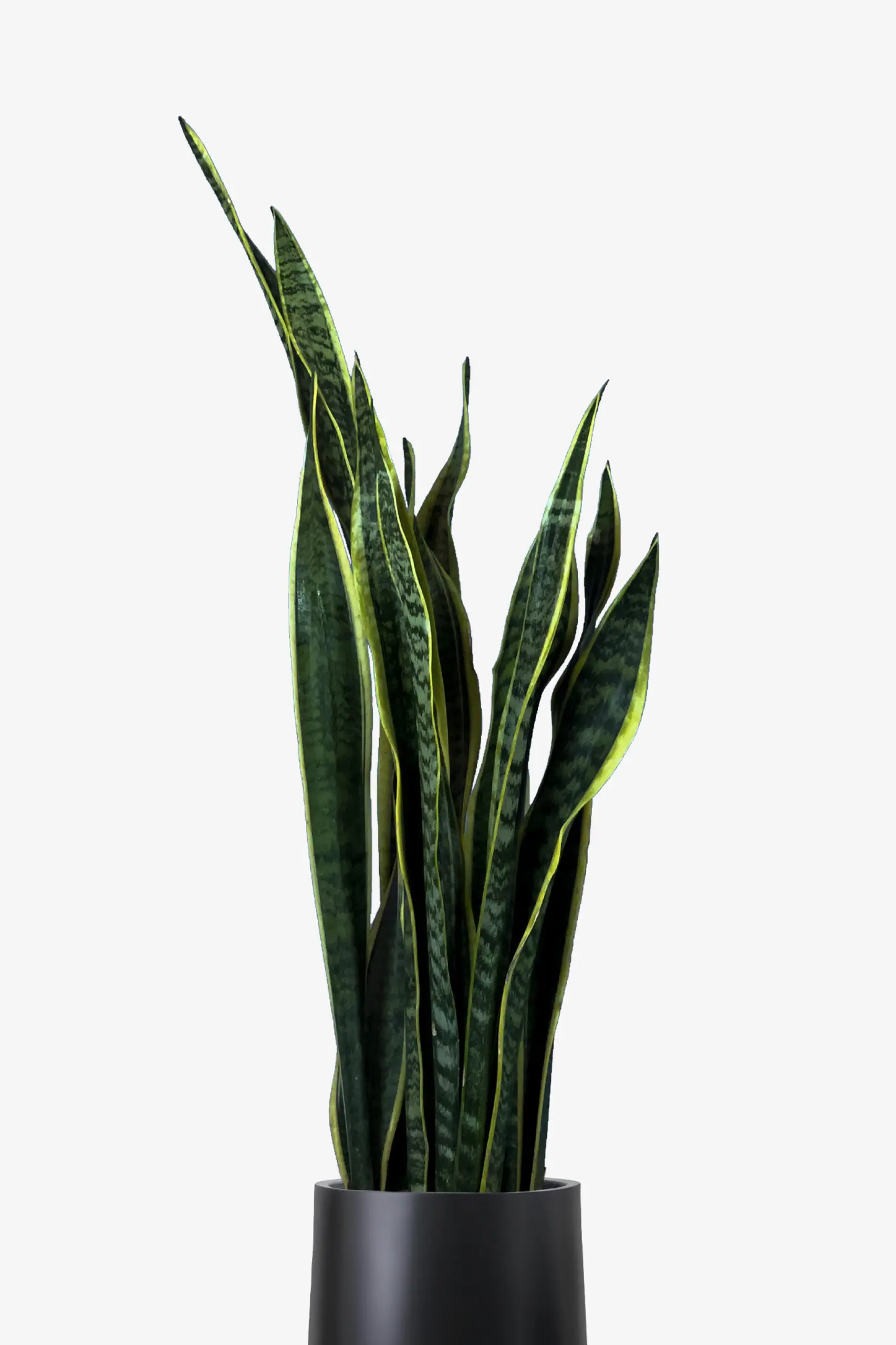 سانسوریا ابلق شمشیری برگ پهن