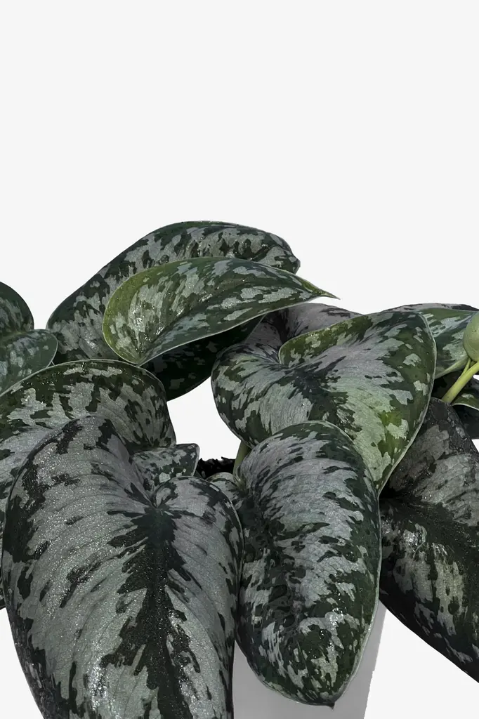 برگ پوتوس ببری