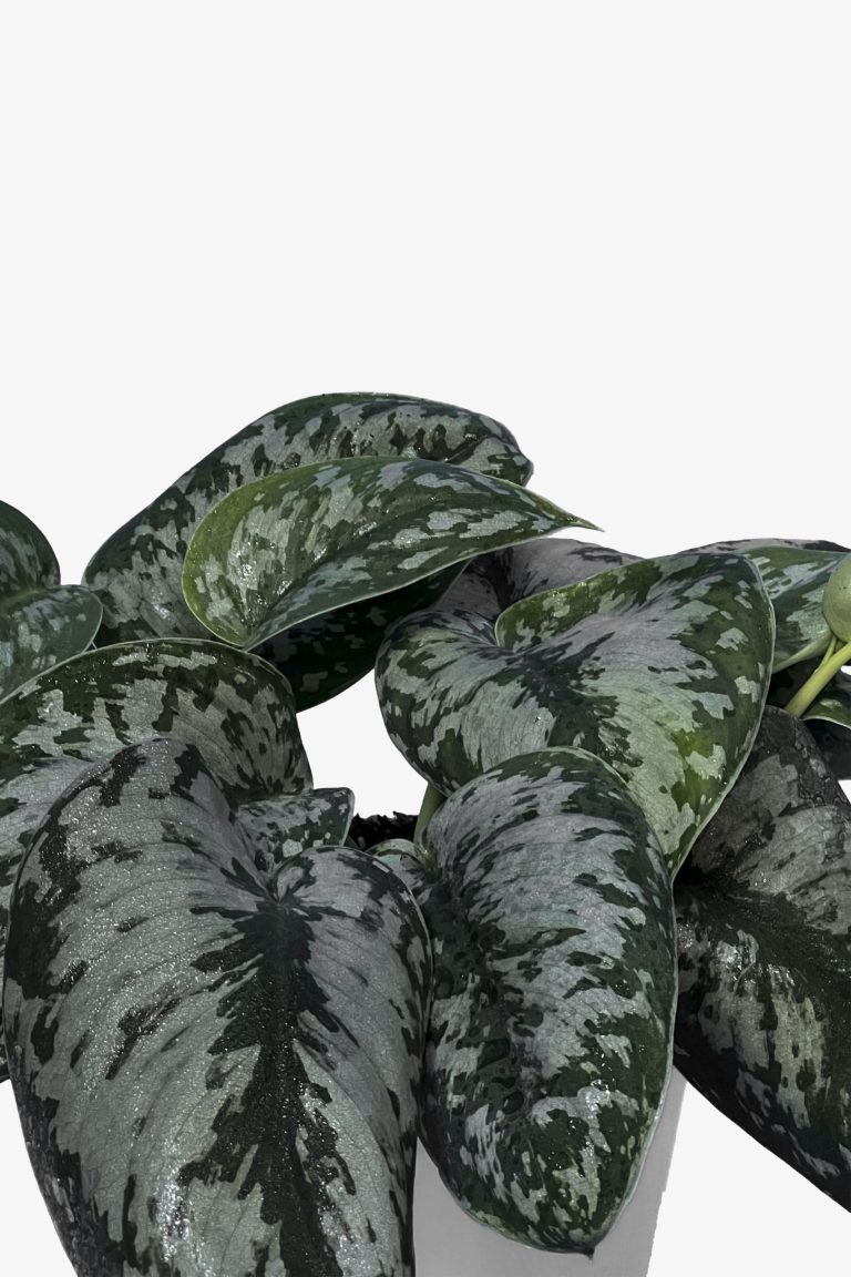 برگ پوتوس ببری