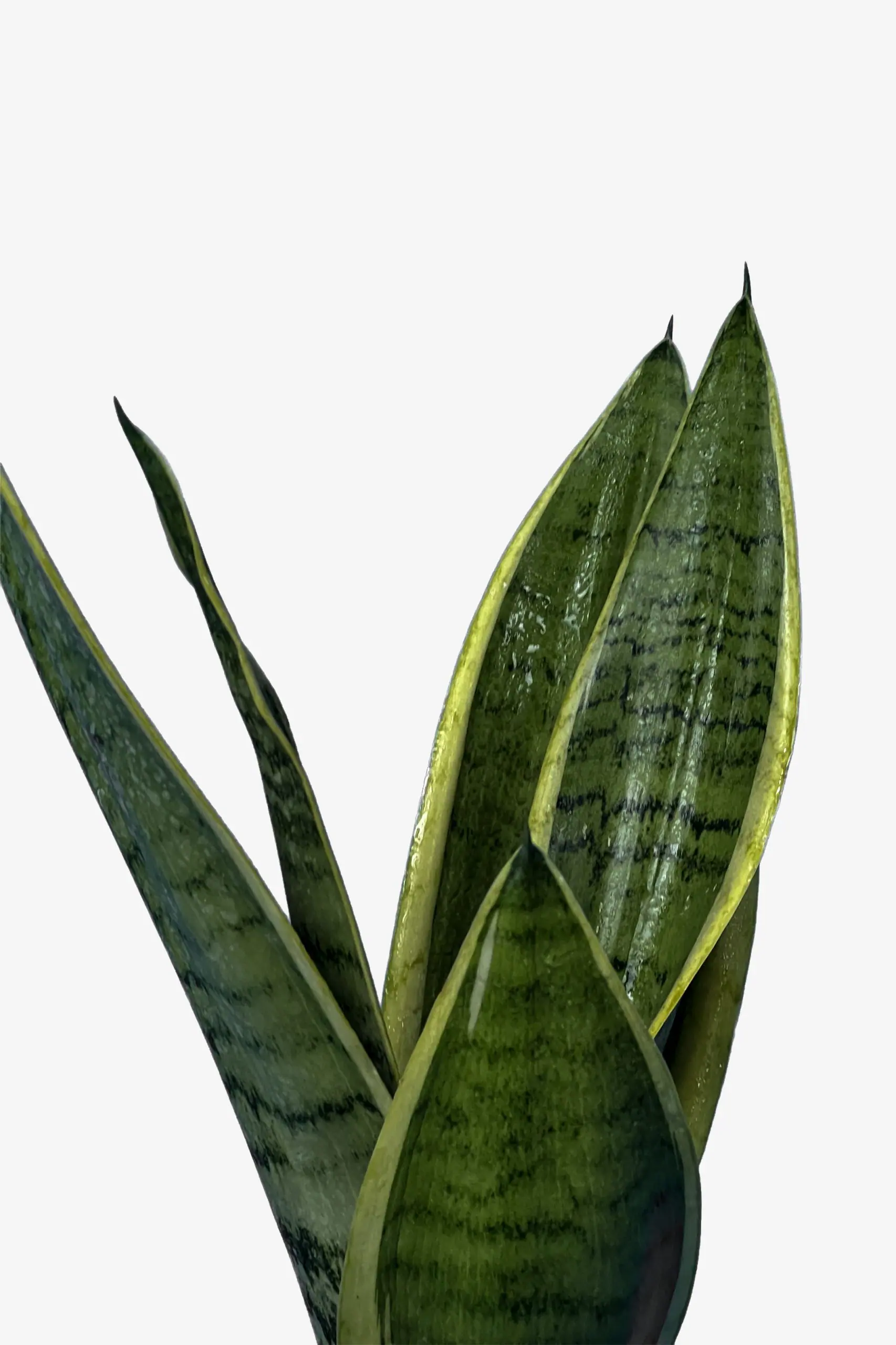 سانسوریا سیلور گلد کراواتی برگ پهن