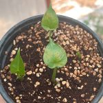 جوانه بذر بابا ادم