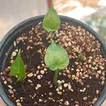 جوانه بذر بابا ادم