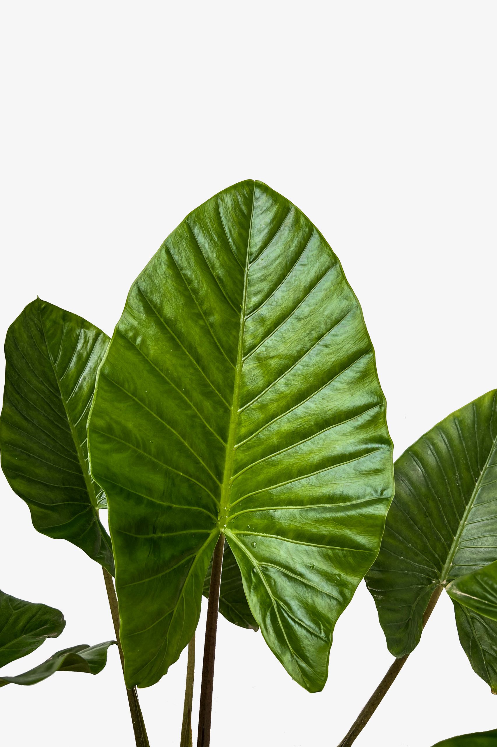 برگ باباب آدم تنه قرمز