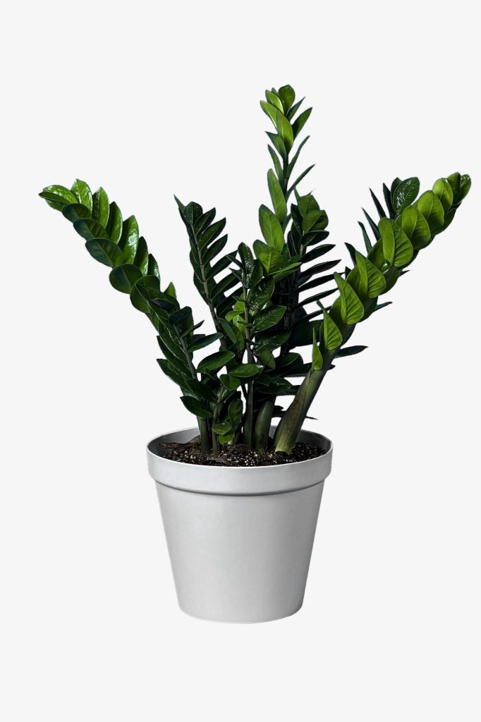 زاموفیلیا سبز درشت گلدان سفید