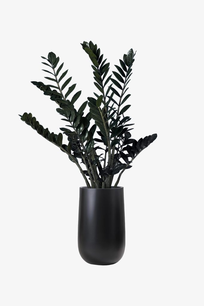 زامیفولیا بلک با گلدان شیک