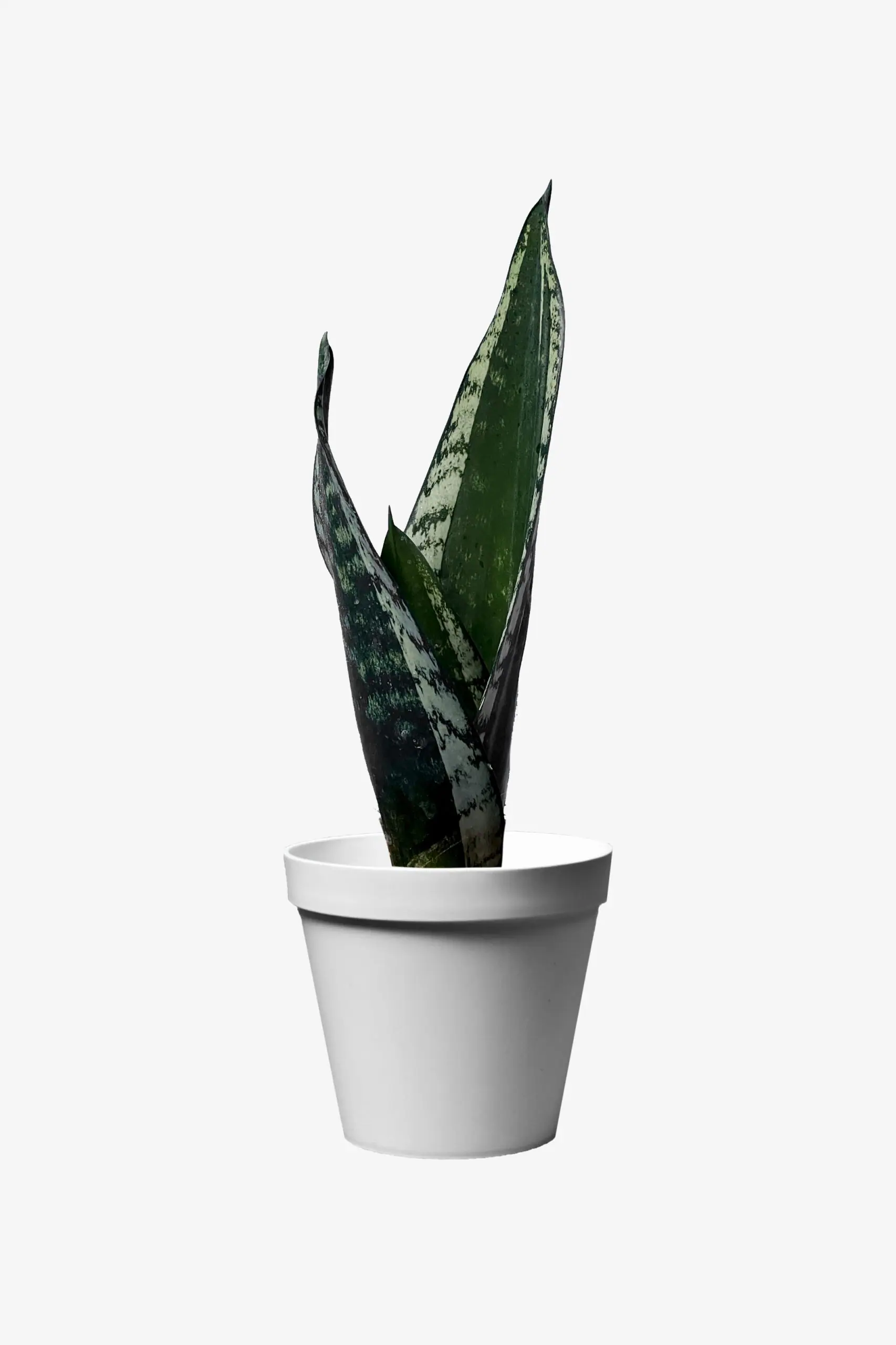 سانسوریا سیلور فیلم الوگل