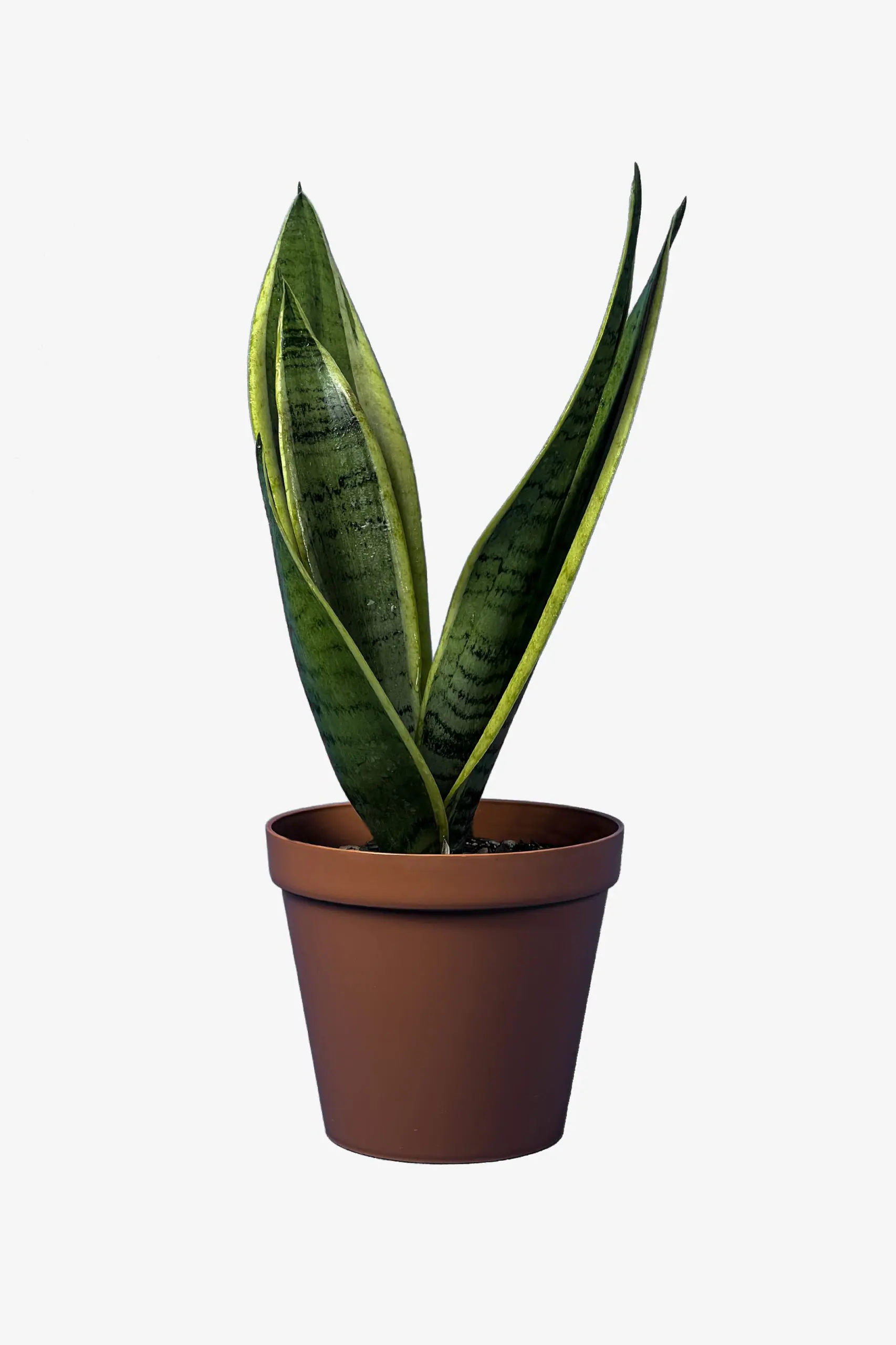 سانسوریا سیلور گلد کراواتی