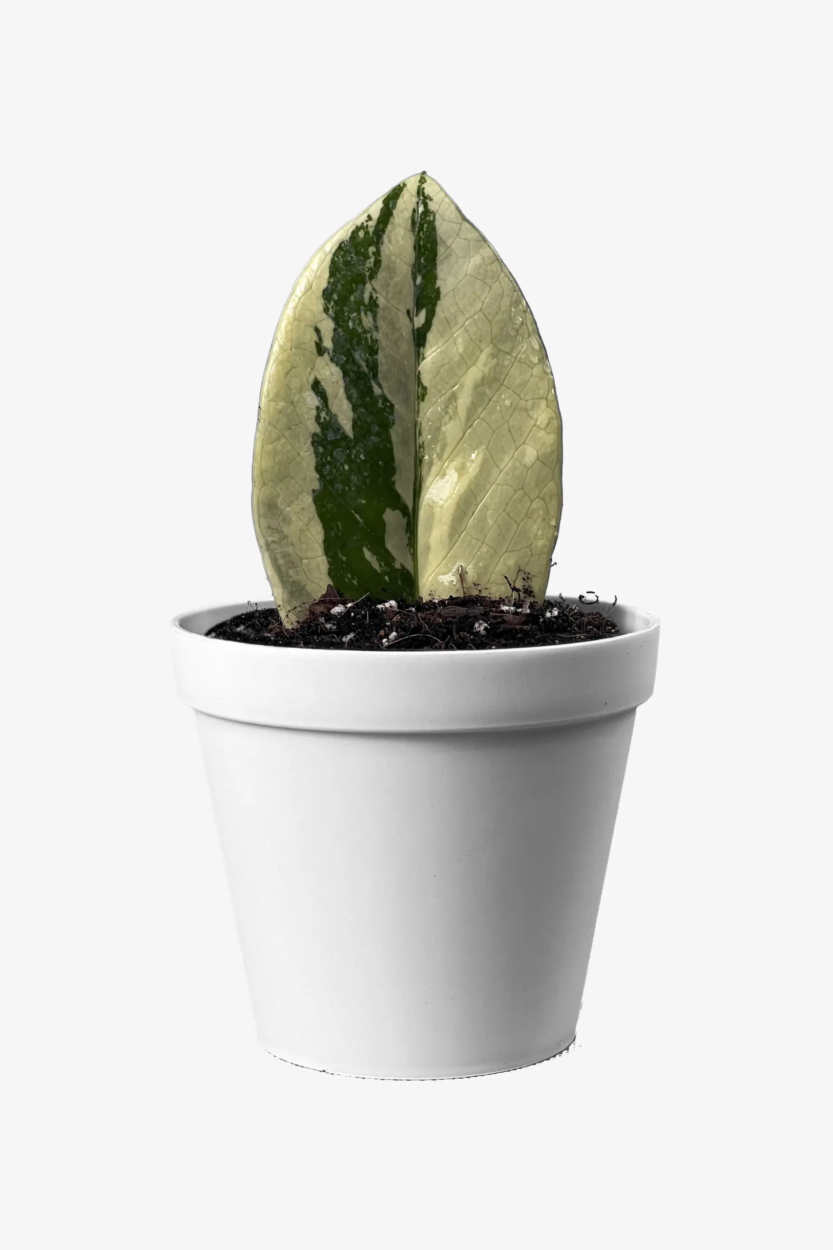 قلمه برگ زاموفیلیا ابلق کرم درشت