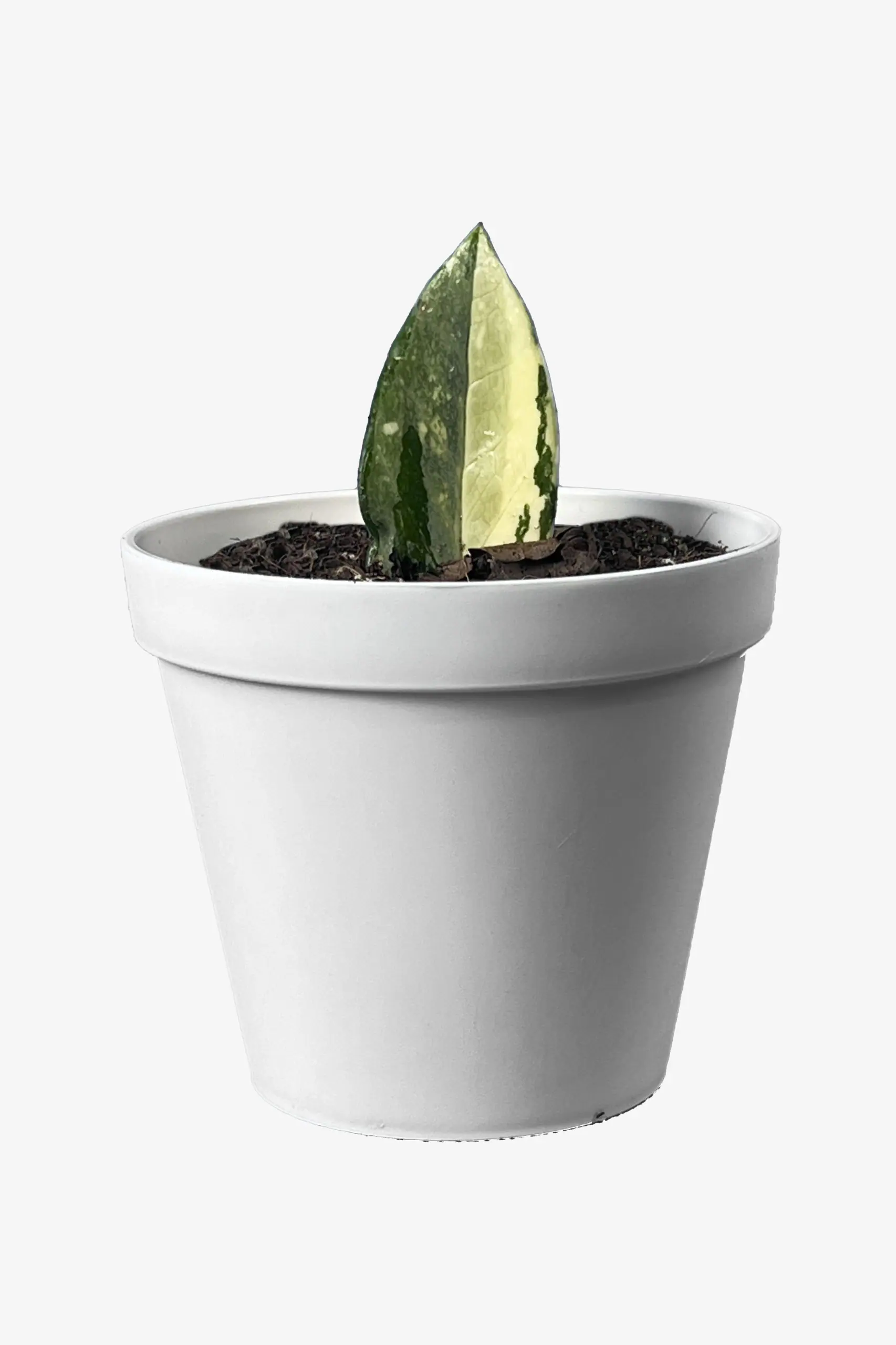 قلمه زاموفیلیا ابلق ارزان