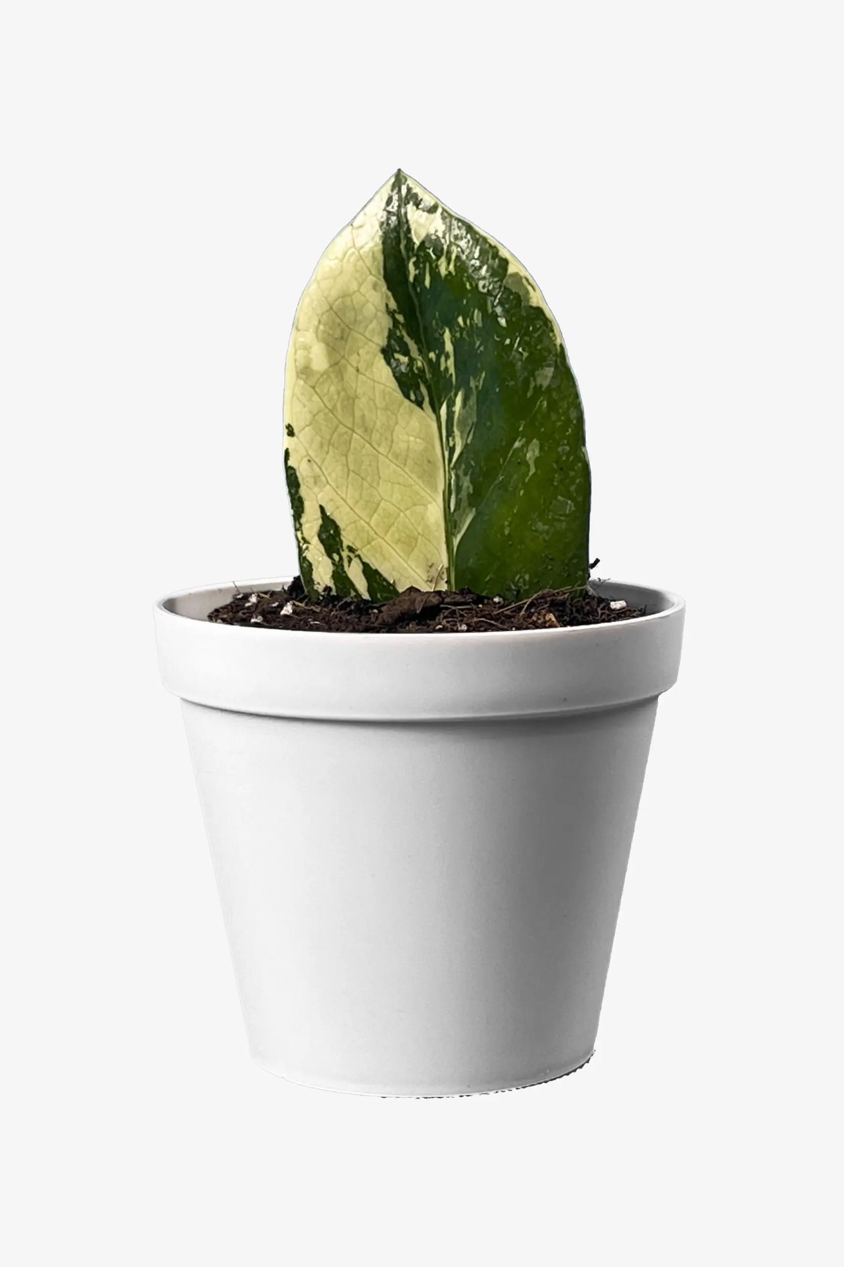 برگ زاموفیلیا ابلق با گلدان سفید