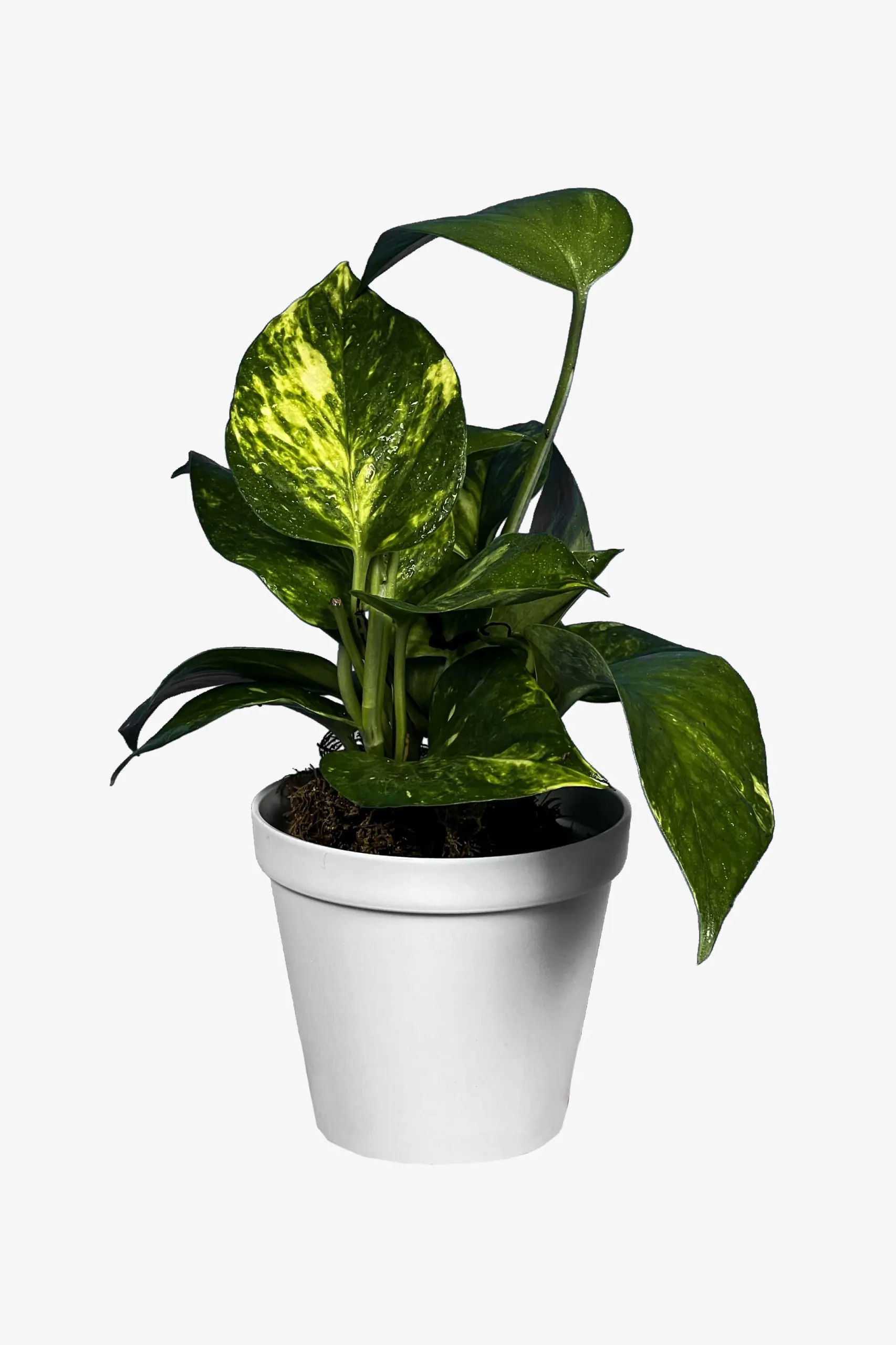 پتوس زعفرانی