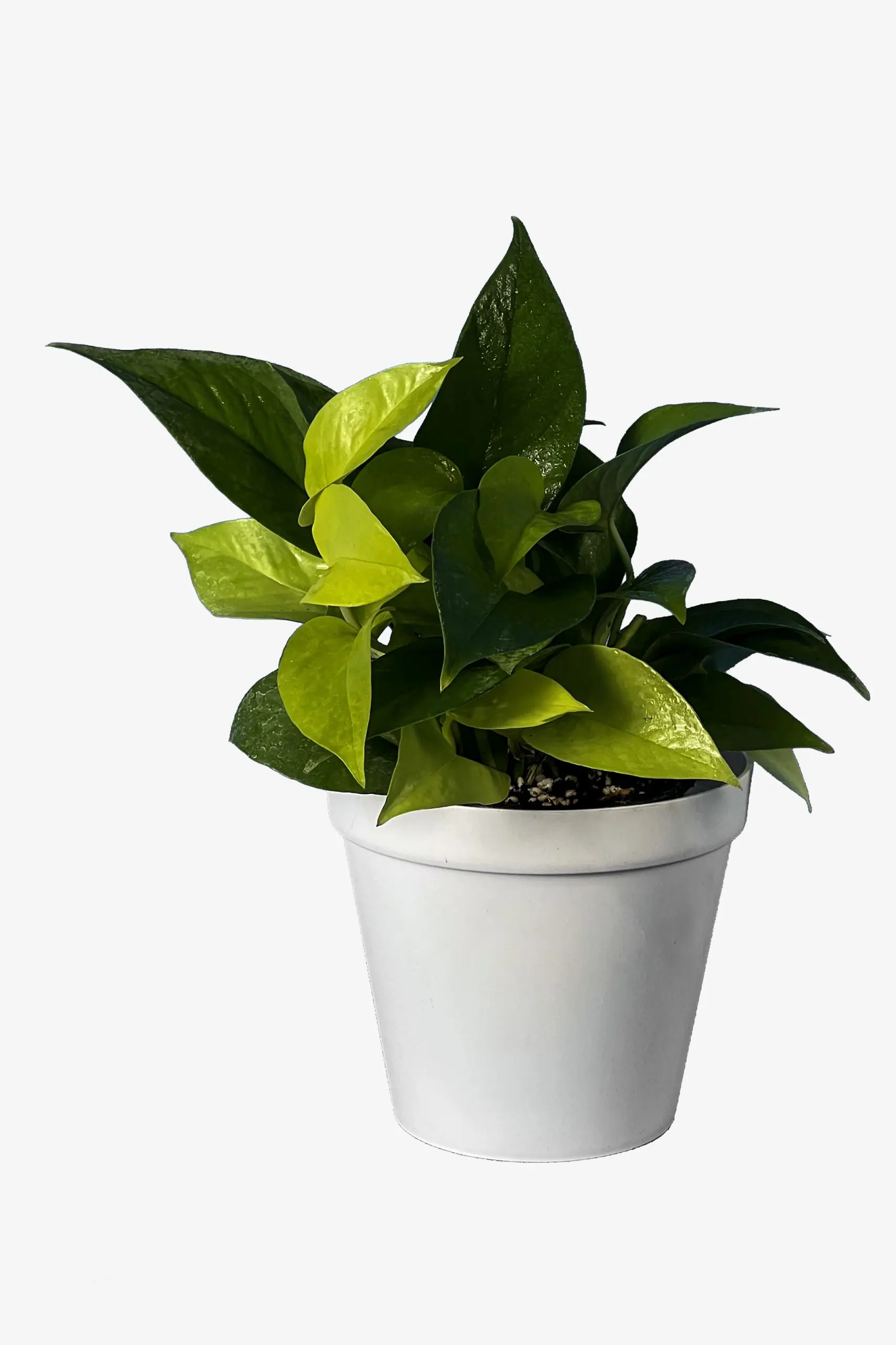 پوتوس نئون سبز