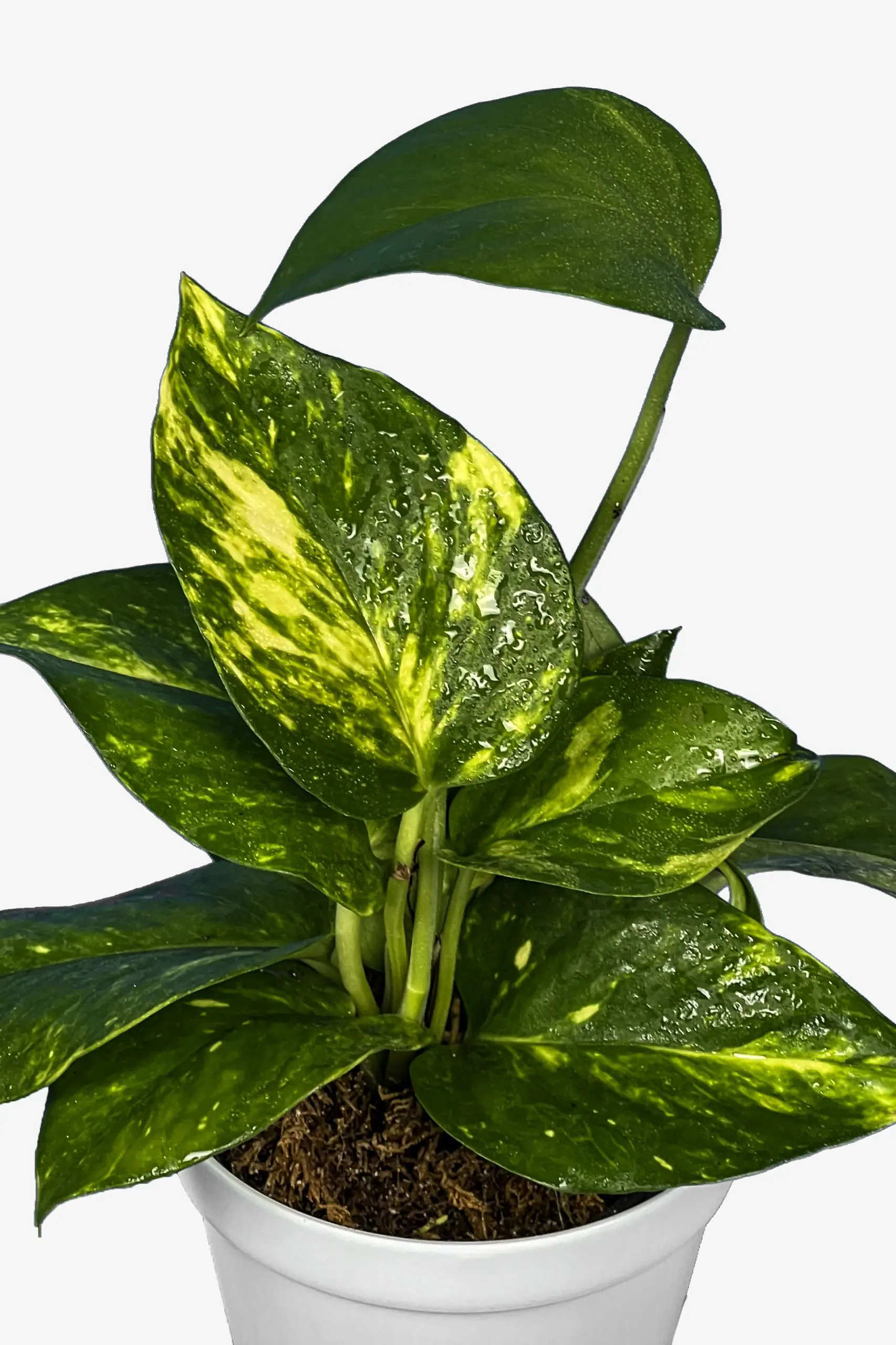 پوتوس ابلق از نزدیک