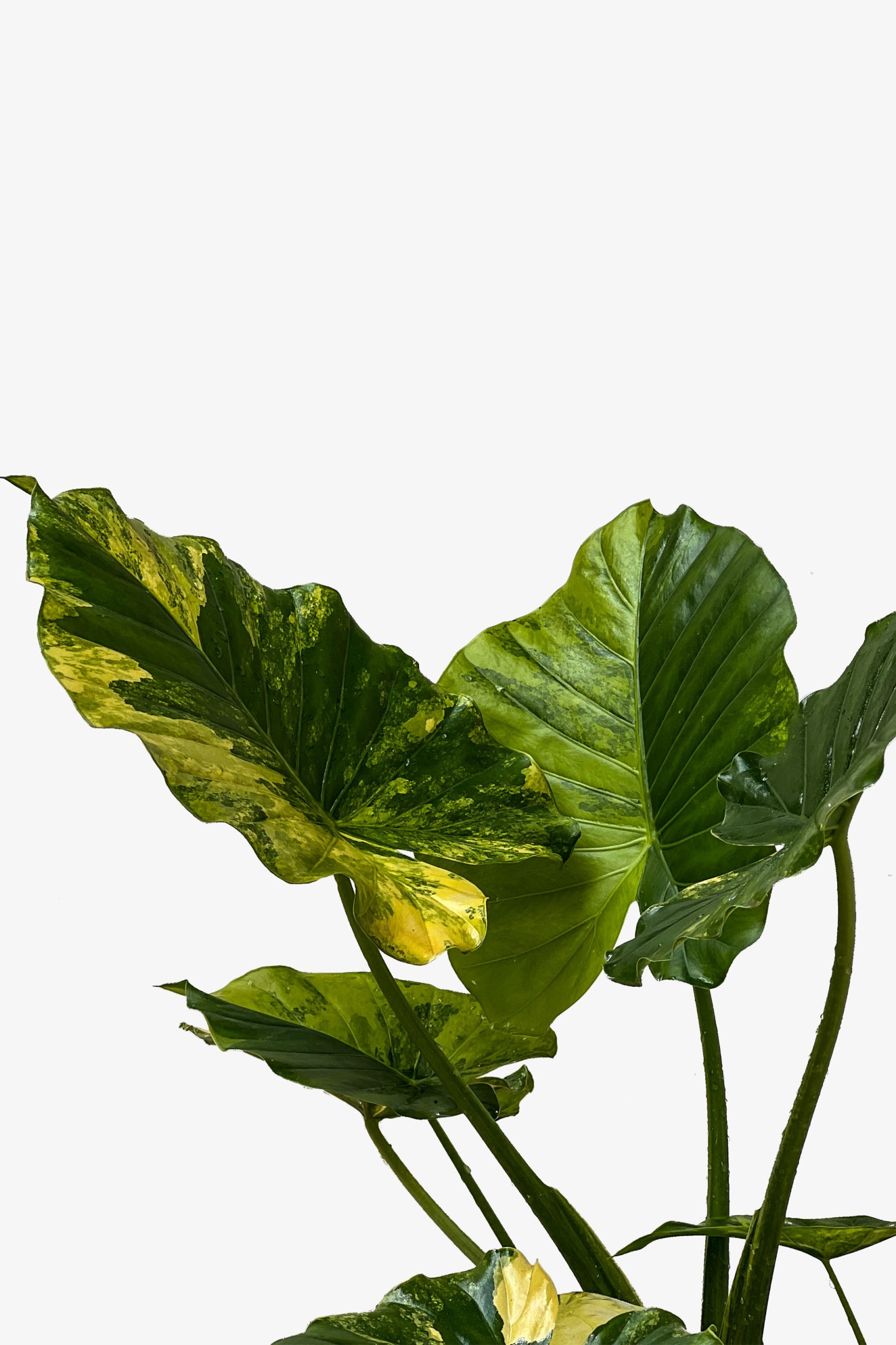 767 برگ بابا ادم ابلق