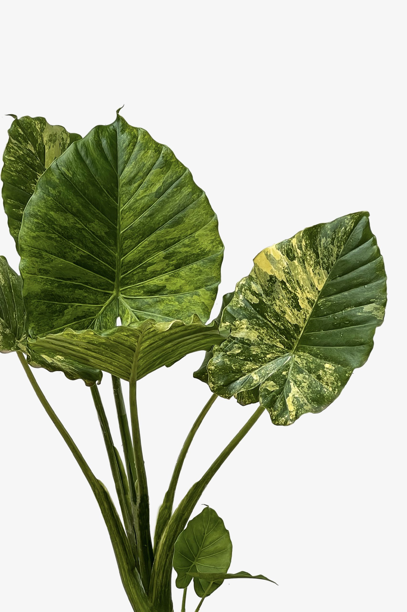 771 برگ خوش رنگ بابا ادم ابلق