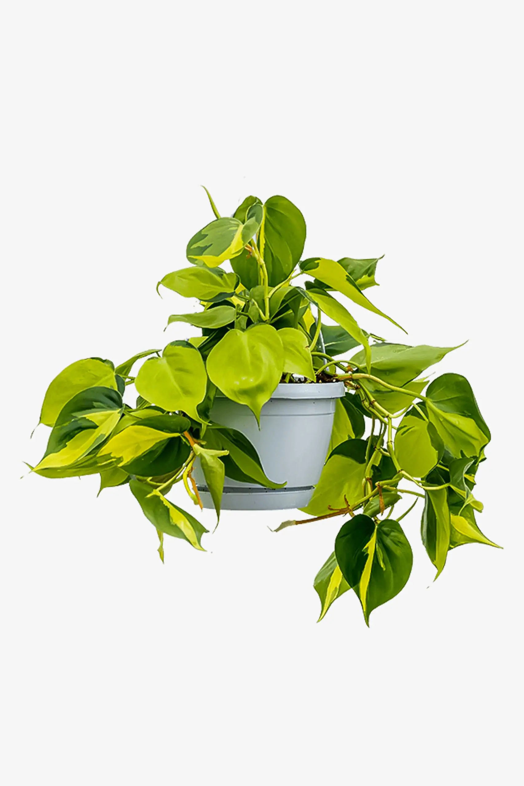 اسکاندیس ابلق بزرگ