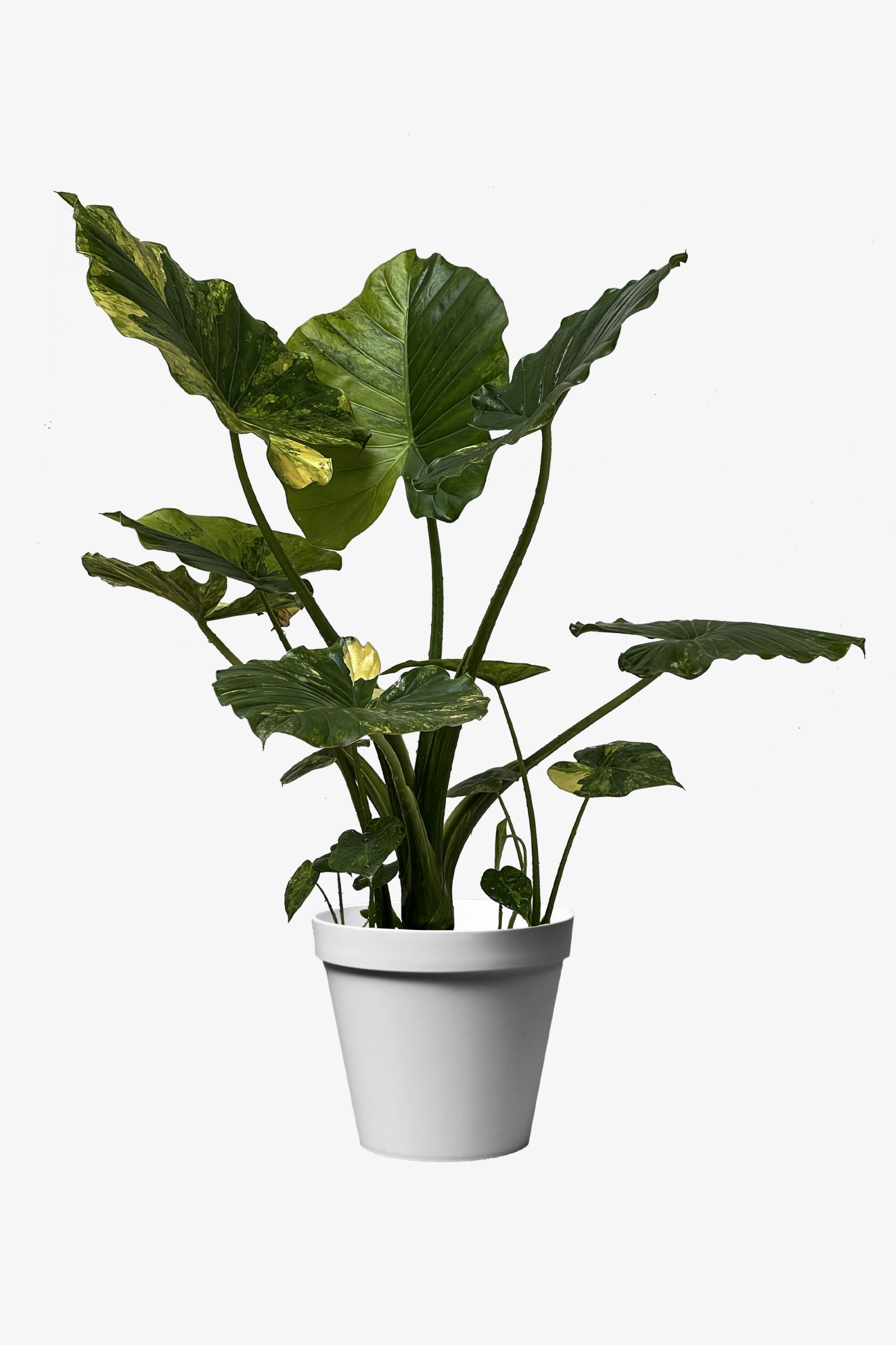 بابا ادم جاینت ابلق بابا آدم ابلق خانگی