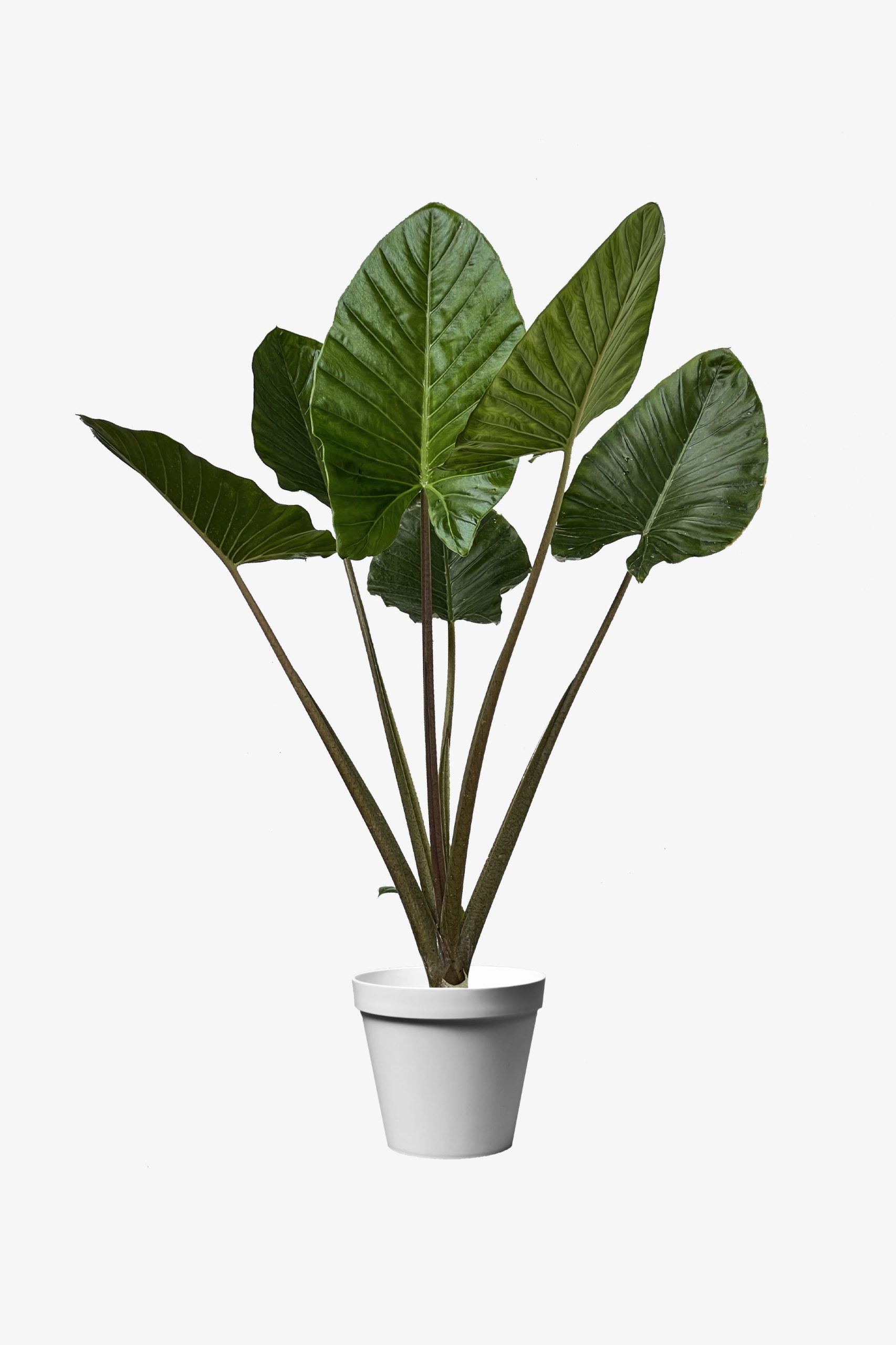 بابا ادم قرمز ارزان بابا آدم قرمز ارزان