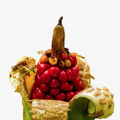 بذر بابا آدم جاینت