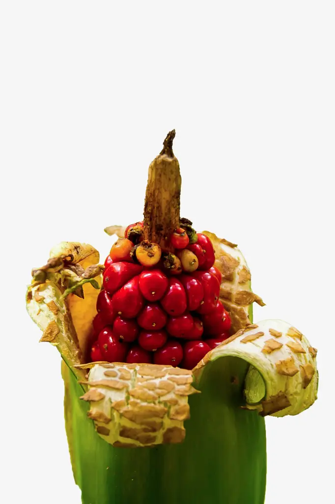 بذر بابا آدم جاینت