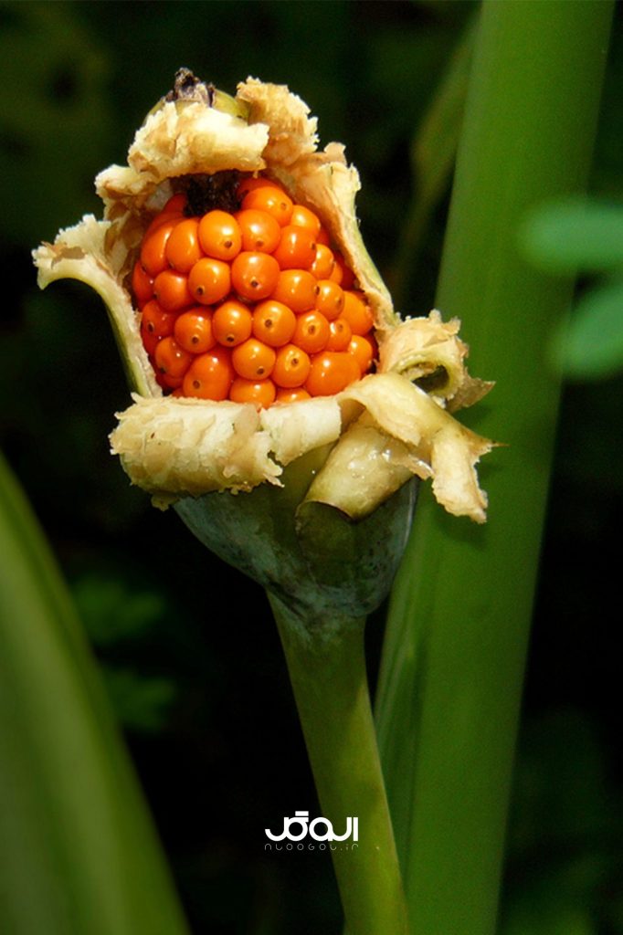 دونه بابا ادم بزرگ