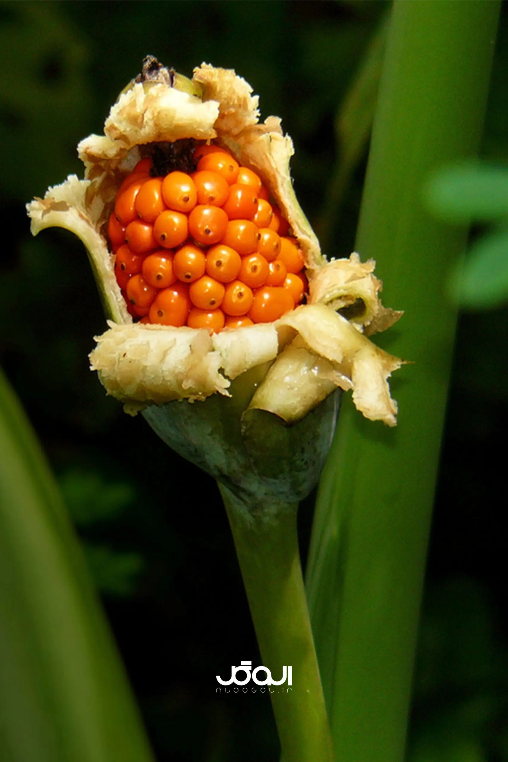 دونه بابا ادم بزرگ دونه بابا ادم بزرگ