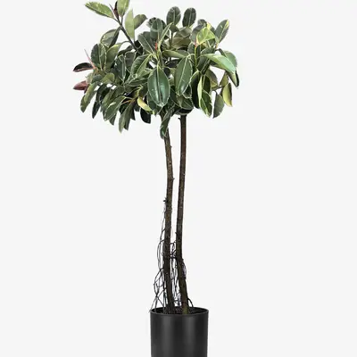 درختچه فیکوس چند شاخه 240 سانتی