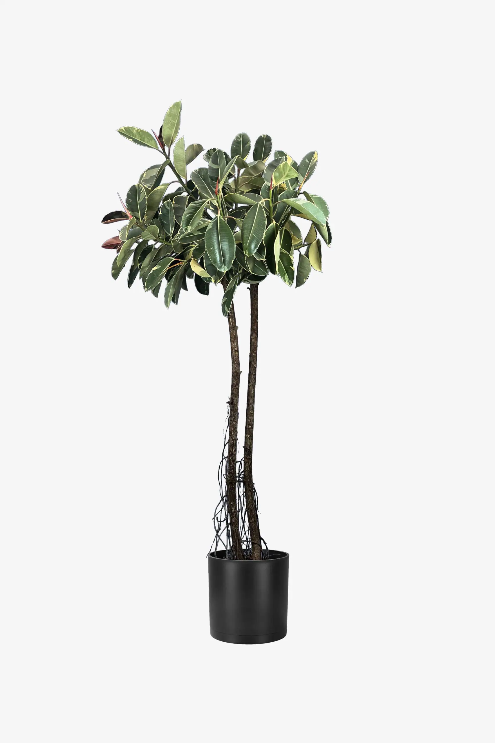 فیکوس ابلق 240 سانتی 2 تنه