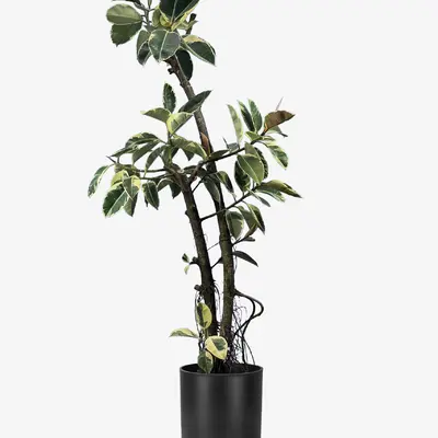 درختچه فیکوس ابلق دو تنه 2 متری