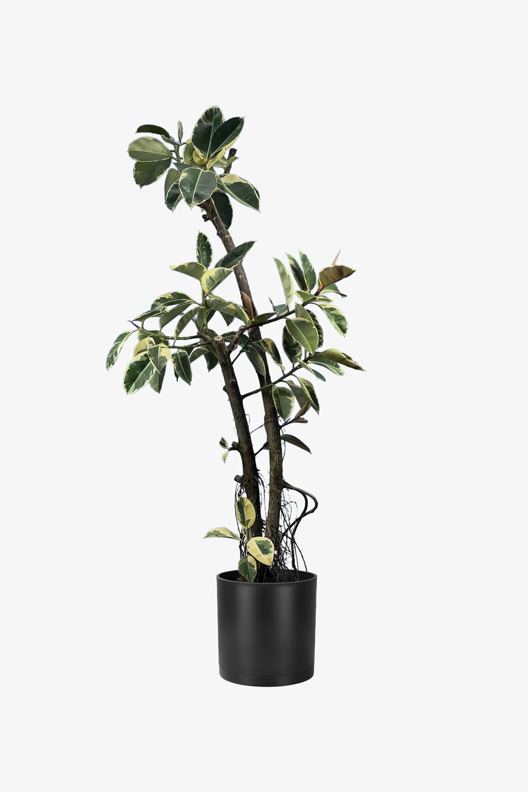 فیکوس ابلق 240 سانتی چند سر