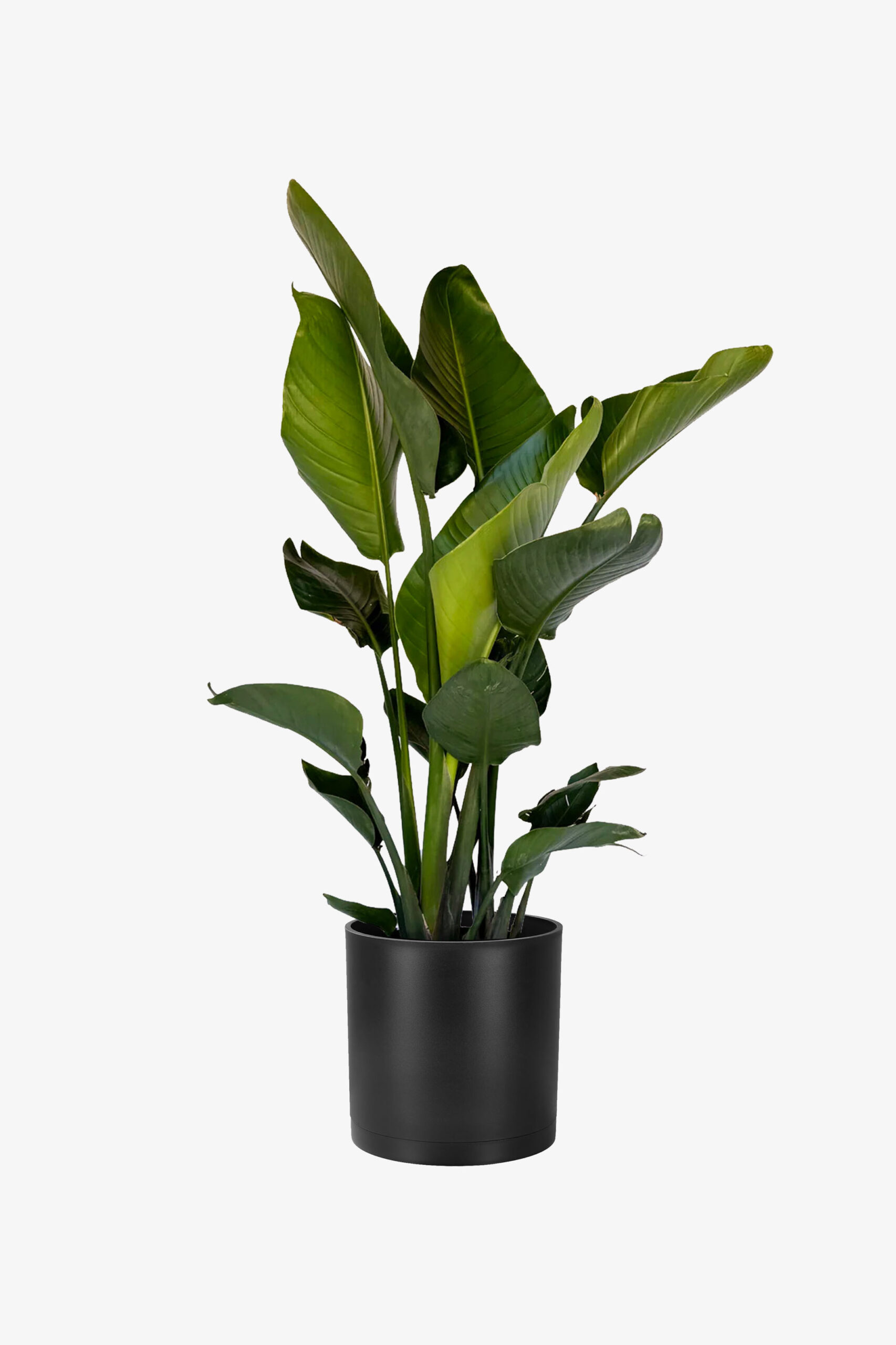 نخل نیکولای دو بوته 160 سانتی