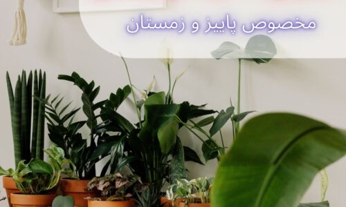 گیاهان مخصوص پاییز و زمستان