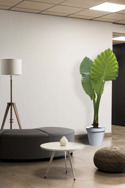 باباآدم جاینت سبز