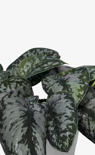 برگ پوتوس ببری