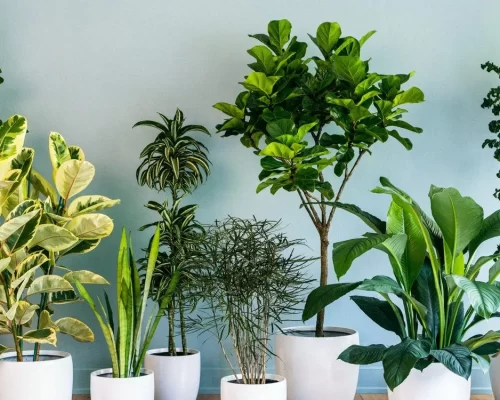 Air-Purifying-Plants-گیاهان تصویه کننده هوا