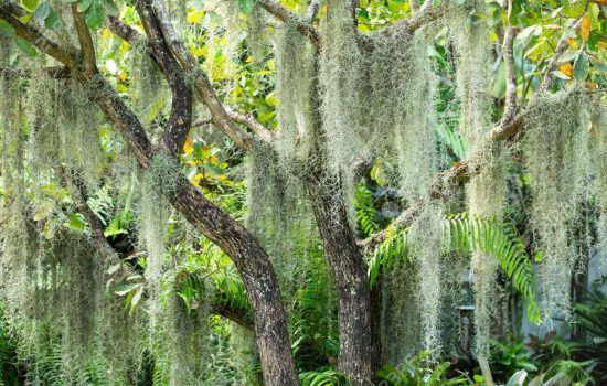 Spanish moss in the garden, Selective focus, Abstract pattern background